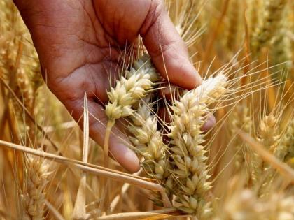 MSP on wheat increased due to govt's reserves being nearly empty: Congress | MSP on wheat increased due to govt's reserves being nearly empty: Congress MSP on wheat increased due to govt's reserves being nearly empty: Congress | MSP on wheat increased due to govt's reserves being nearly empty: Congress