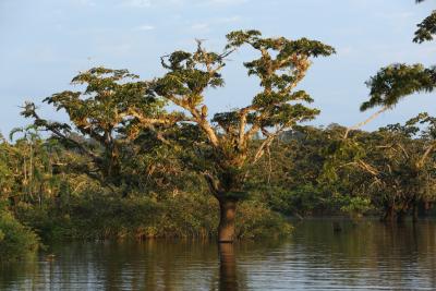 Record levels of deforestation in Brazilian Amazon continue | Record levels of deforestation in Brazilian Amazon continue