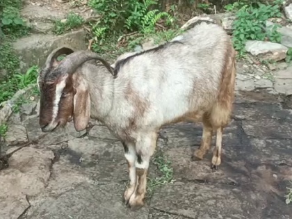 Prayagraj: Thieves come in luxury car to steal a goat | Prayagraj: Thieves come in luxury car to steal a goat