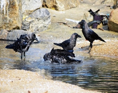 30 crows found dead in UP's Etawah | 30 crows found dead in UP's Etawah