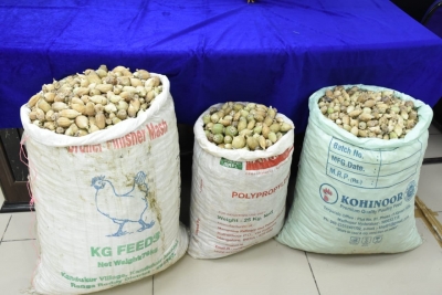 Over 1,000 kg poppy straw seized in MP | Over 1,000 kg poppy straw seized in MP