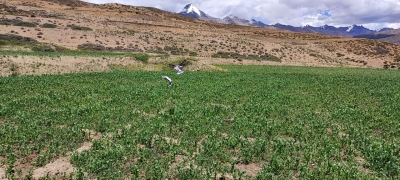 Disease-free peas from Himachal's Himalayan heights find takers across India | Disease-free peas from Himachal's Himalayan heights find takers across India Disease-free peas from Himachal's Himalayan heights find takers across India | Disease-free peas from Himachal's Himalayan heights find takers across India