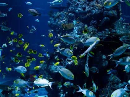 Ecosystems can be stabilised by collective movements of flocking birds, schooling fish | Ecosystems can be stabilised by collective movements of flocking birds, schooling fish