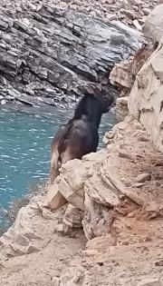 In a first, Himalayan serow spotted in Himachal's Spiti Valley | In a first, Himalayan serow spotted in Himachal's Spiti Valley In a first, Himalayan serow spotted in Himachal's Spiti Valley | In a first, Himalayan serow spotted in Himachal's Spiti Valley