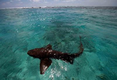 Over 10% of Australian shark species facing extinction: Report | Over 10% of Australian shark species facing extinction: Report