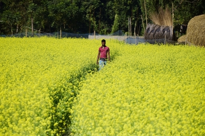 SC orders status quo on environmental release of GM mustard | SC orders status quo on environmental release of GM mustard