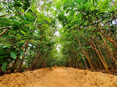 FAO advocates for vital role of trees, forests | FAO advocates for vital role of trees, forests