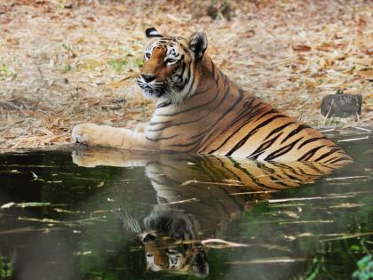 UP records 18% increase in tiger population | UP records 18% increase in tiger population UP records 18% increase in tiger population | UP records 18% increase in tiger population