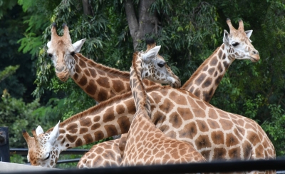 It's Cupid times for giraffes in Bengaluru zoo | It's Cupid times for giraffes in Bengaluru zoo