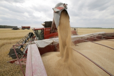 Ukraine's wheat harvest may fall by 35%, raising fears of global shortage | Ukraine's wheat harvest may fall by 35%, raising fears of global shortage