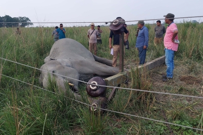 Wild elephant electrocuted to death in Coimbatore | Wild elephant electrocuted to death in Coimbatore