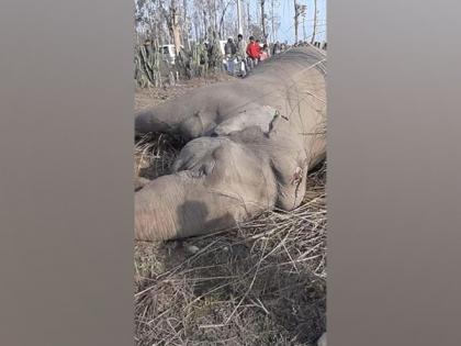 Elephant electrocuted in Saharanpur's Shivalik Forest | Elephant electrocuted in Saharanpur's Shivalik Forest