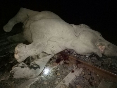 Three female elephants killed by speeding train in TN | Three female elephants killed by speeding train in TN