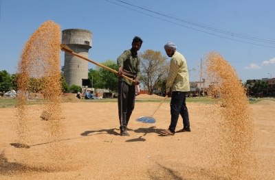 Wheat harvesting in full swing in Punjab, Haryana, near to finish elsewhere | Wheat harvesting in full swing in Punjab, Haryana, near to finish elsewhere