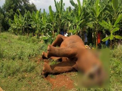 Elephant electrocuted in Tamil Nadu after trespassing farm fenced with 'stolen' electric wires | Elephant electrocuted in Tamil Nadu after trespassing farm fenced with 'stolen' electric wires Elephant electrocuted in Tamil Nadu after trespassing farm fenced with 'stolen' electric wires | Elephant electrocuted in Tamil Nadu after trespassing farm fenced with 'stolen' electric wires