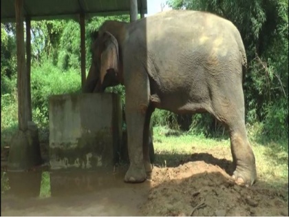 Delhi's last elephant Laxmi sent to rehab in Haryana | Delhi's last elephant Laxmi sent to rehab in Haryana