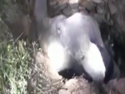 Wild Elephant rescued from pit in Odisha village | Wild Elephant rescued from pit in Odisha village Wild Elephant rescued from pit in Odisha village | Wild Elephant rescued from pit in Odisha village