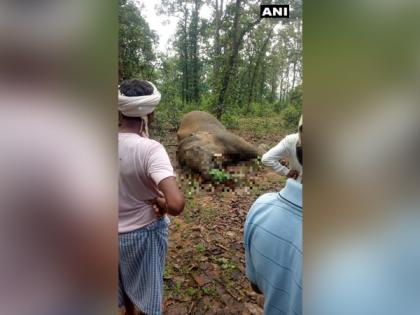 Elephant carcass found in Chhattisgarh forest | Elephant carcass found in Chhattisgarh forest