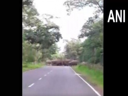 Commuters delighted as elephant herd crosses national highway in Odisha's Dhenkanal | Commuters delighted as elephant herd crosses national highway in Odisha's Dhenkanal