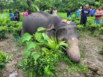 Assam: Elephant dies due to electrocution | Assam: Elephant dies due to electrocution Assam: Elephant dies due to electrocution | Assam: Elephant dies due to electrocution