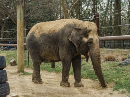 72-year-old Indian elephant euthanized at the Smithsonian National Zoo in Washington | 72-year-old Indian elephant euthanized at the Smithsonian National Zoo in Washington