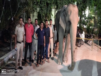 Delhi: Missing for over two months Elephant Lakshmi rescued, mahout arrested | Delhi: Missing for over two months Elephant Lakshmi rescued, mahout arrested