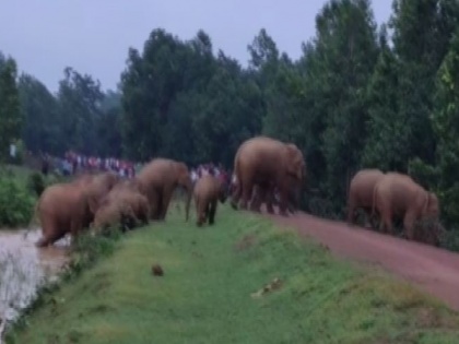 Odisha: Herd of wild elephants creating havoc causing deaths, loss of property | Odisha: Herd of wild elephants creating havoc causing deaths, loss of property