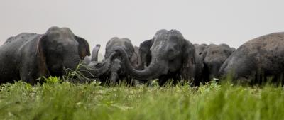 'Jumbo jump': Madras HC lauds rise in TN elephant population | 'Jumbo jump': Madras HC lauds rise in TN elephant population 'Jumbo jump': Madras HC lauds rise in TN elephant population | 'Jumbo jump': Madras HC lauds rise in TN elephant population