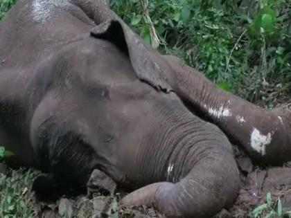 Injured male elephant dies in Kerala; carcass burnt after post mortem | Injured male elephant dies in Kerala; carcass burnt after post mortem