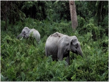 Uttarakhand wildlife board proposes denotification of Shivalik Elephant Reserve | Uttarakhand wildlife board proposes denotification of Shivalik Elephant Reserve