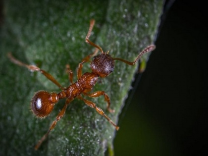 Study finds infected ants live much longer than uninfected ones | Study finds infected ants live much longer than uninfected ones