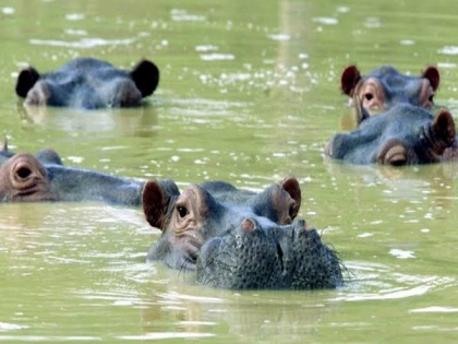 Escobar's feral hippos destroying Columbia's aquatic ecosystem: Study | Escobar's feral hippos destroying Columbia's aquatic ecosystem: Study