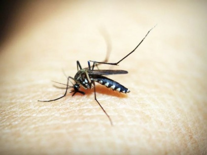Study finds yellow fever mosquito can be tackled by using nanoparticles | Study finds yellow fever mosquito can be tackled by using nanoparticles