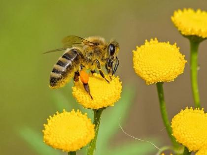 Clues to bee health found in their gut microbiome: Research | Clues to bee health found in their gut microbiome: Research