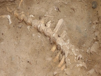 Skeletal remains of animal found at Manalur excavation site in Tamil Nadu | Skeletal remains of animal found at Manalur excavation site in Tamil Nadu