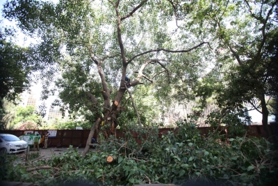 Trees are lungs, 315 fell when AQI & Covid at its worst: Plea in HC | Trees are lungs, 315 fell when AQI & Covid at its worst: Plea in HC Trees are lungs, 315 fell when AQI & Covid at its worst: Plea in HC | Trees are lungs, 315 fell when AQI & Covid at its worst: Plea in HC