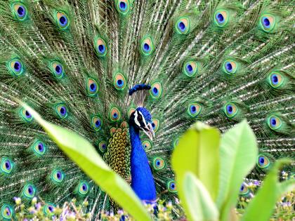 IISER-Bhopal team unravel genetic secrets of peacock | IISER-Bhopal team unravel genetic secrets of peacock IISER-Bhopal team unravel genetic secrets of peacock | IISER-Bhopal team unravel genetic secrets of peacock
