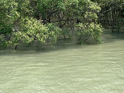 Unique mangroves, fish-eating tigers: Why Sunderban is on the list | Unique mangroves, fish-eating tigers: Why Sunderban is on the list Unique mangroves, fish-eating tigers: Why Sunderban is on the list | Unique mangroves, fish-eating tigers: Why Sunderban is on the list