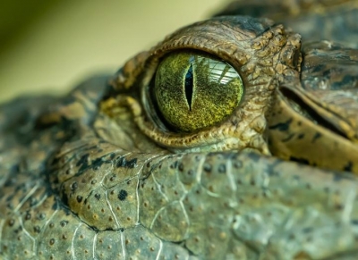 Massive 'swamp king' prehistoric crocodile identified in Australia | Massive 'swamp king' prehistoric crocodile identified in Australia