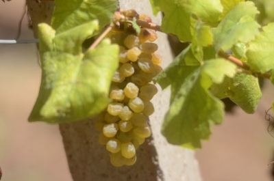 TN grape farmers in crisis as sweltering heat will lead to over 80 pc fall in yield | TN grape farmers in crisis as sweltering heat will lead to over 80 pc fall in yield