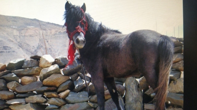 Himachal rearing endangered Chamurthi horses | Himachal rearing endangered Chamurthi horses