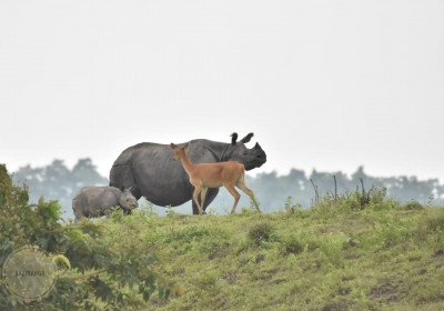Rhino poaching in Assam has reduced by 86%: Minister (World Rhino Day Special) | Rhino poaching in Assam has reduced by 86%: Minister (World Rhino Day Special)