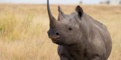 Tanzanian conservation authorities plan relocation of rhinos | Tanzanian conservation authorities plan relocation of rhinos