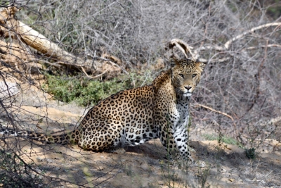 Jaipur becomes only city in India with 2 leopard safaris | Jaipur becomes only city in India with 2 leopard safaris Jaipur becomes only city in India with 2 leopard safaris | Jaipur becomes only city in India with 2 leopard safaris