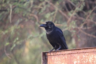 Samples of dead crows in Delhi sent for testing amid bird flu scare | Samples of dead crows in Delhi sent for testing amid bird flu scare