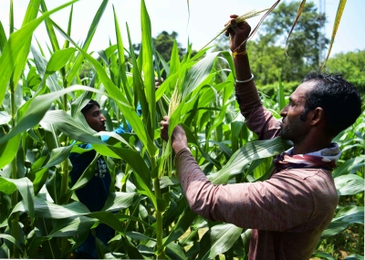 With rising population and soaring temperature, industry invests in R&D practices in agriculture | With rising population and soaring temperature, industry invests in R&D practices in agriculture With rising population and soaring temperature, industry invests in R&D practices in agriculture | With rising population and soaring temperature, industry invests in R&D practices in agriculture