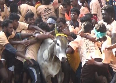 PETA India report to SC documents cruelty to Jallikattu bulls in TN | PETA India report to SC documents cruelty to Jallikattu bulls in TN