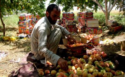 Taliban forcing Afghan farmers in distress to pay 'zakat' tax | Taliban forcing Afghan farmers in distress to pay 'zakat' tax