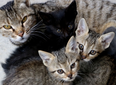 Cats can infect each other with coronavirus: Study | Cats can infect each other with coronavirus: Study