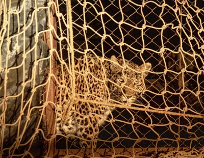 Prowling leopard in tourist spot in K'taka trapped after 3 months | Prowling leopard in tourist spot in K'taka trapped after 3 months
